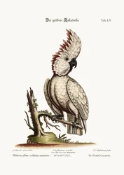 Il Grande Cacatua, 1749-73